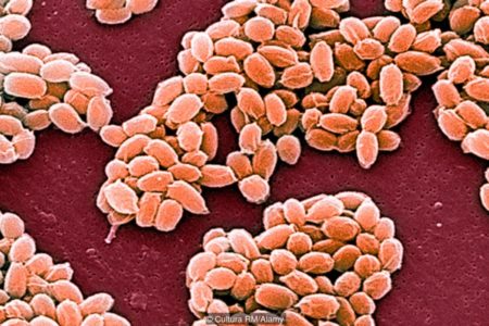 Antiche malattie tornano dallo scioglimento dei ghiacciai