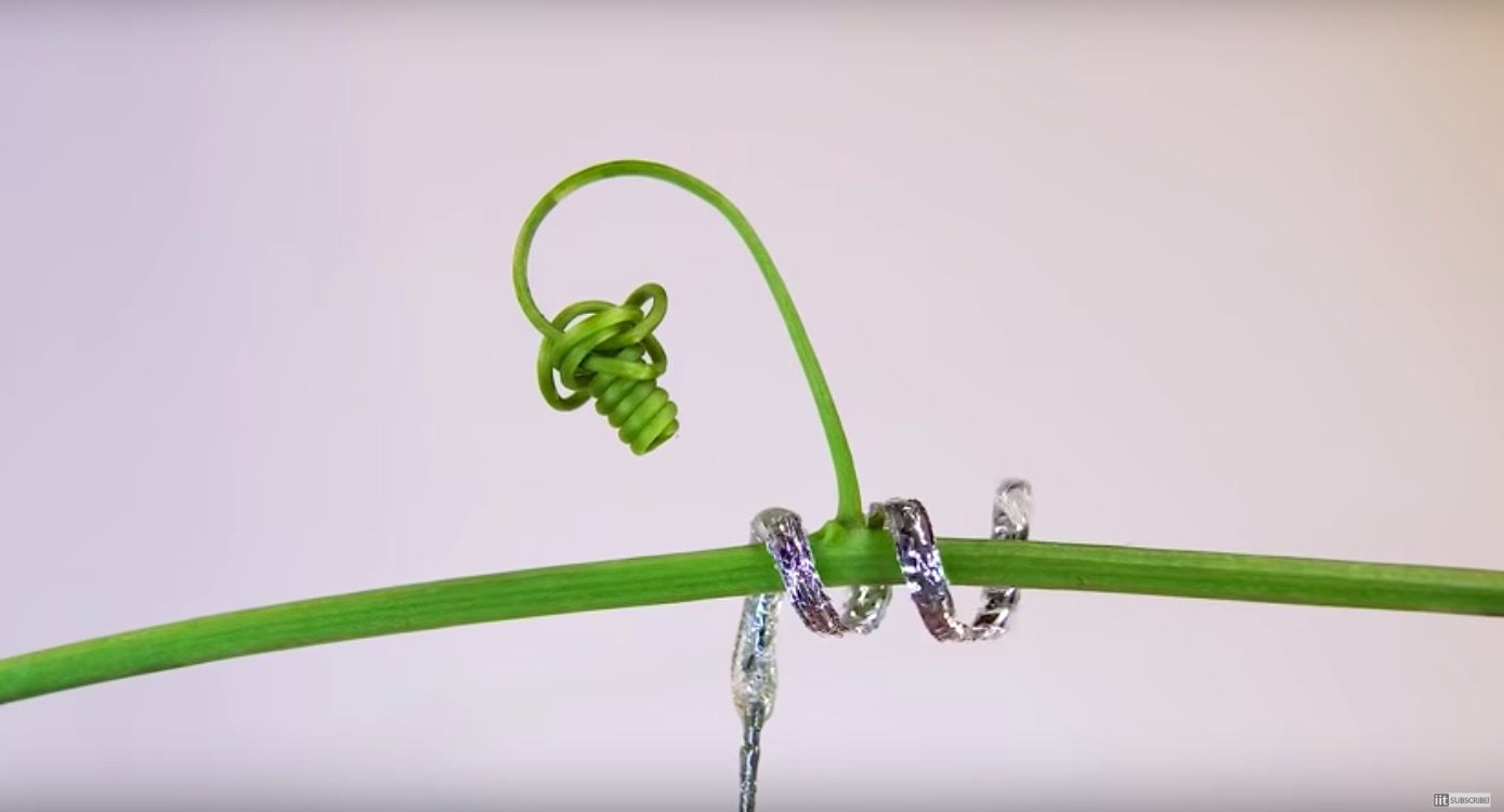 Robot ispirati alla natura
