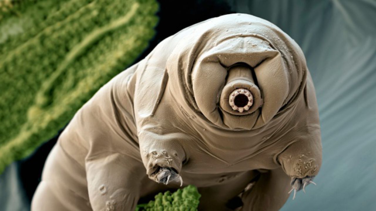 Tardigrades on the Moon