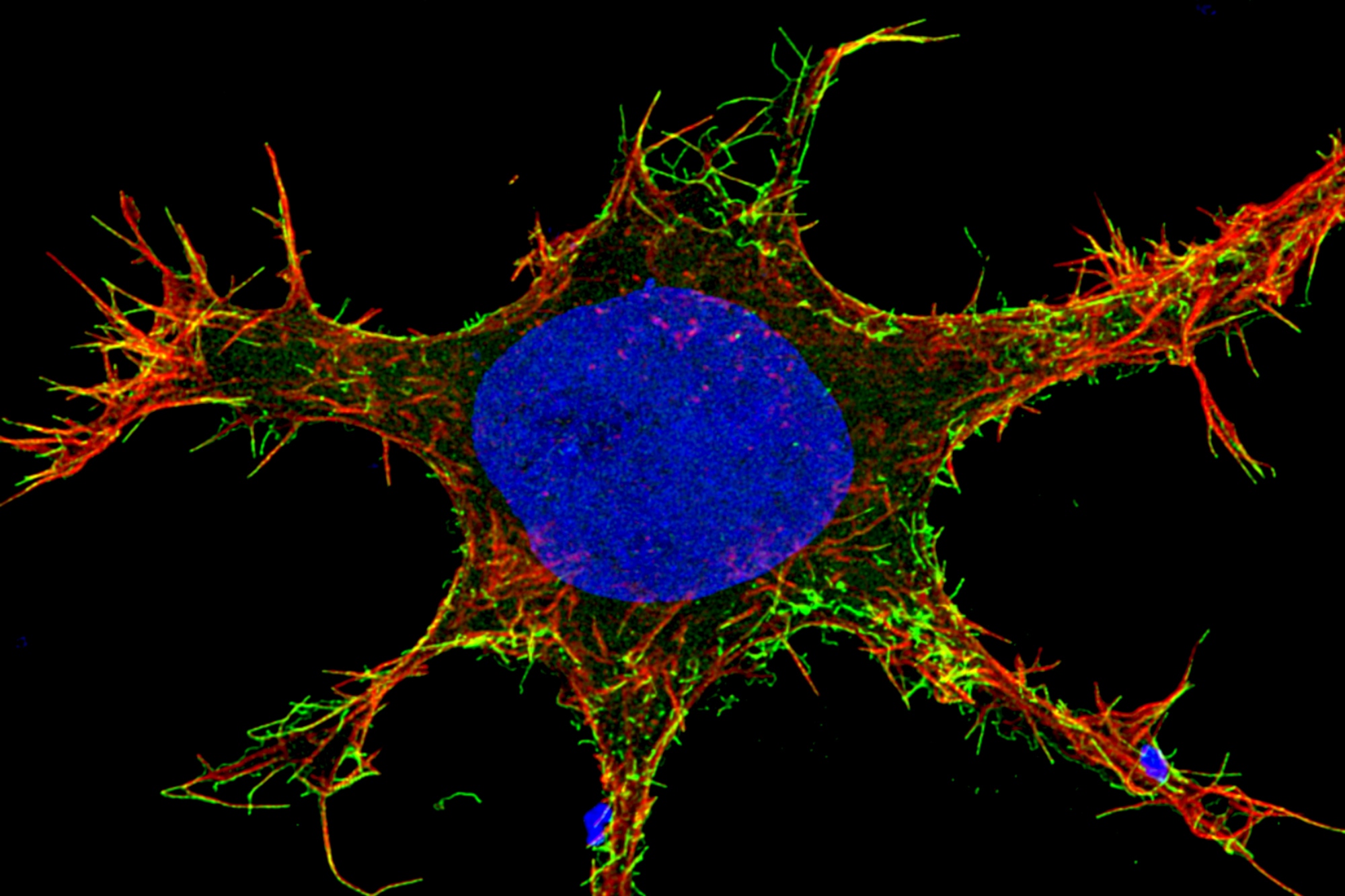 Why mutating viruses are so scary?