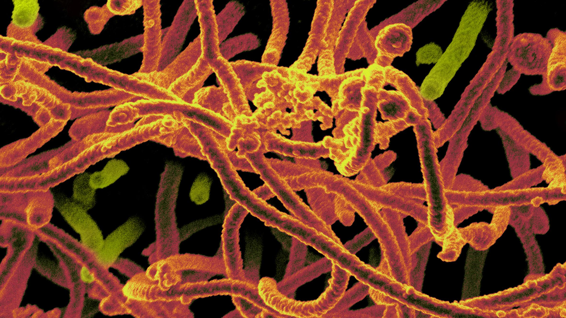 Virus mutageni, dall'ebola alla Sars