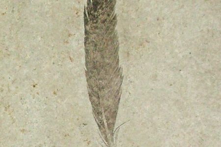 The world’s oldest dinosaur feather (and its alluring mystery)