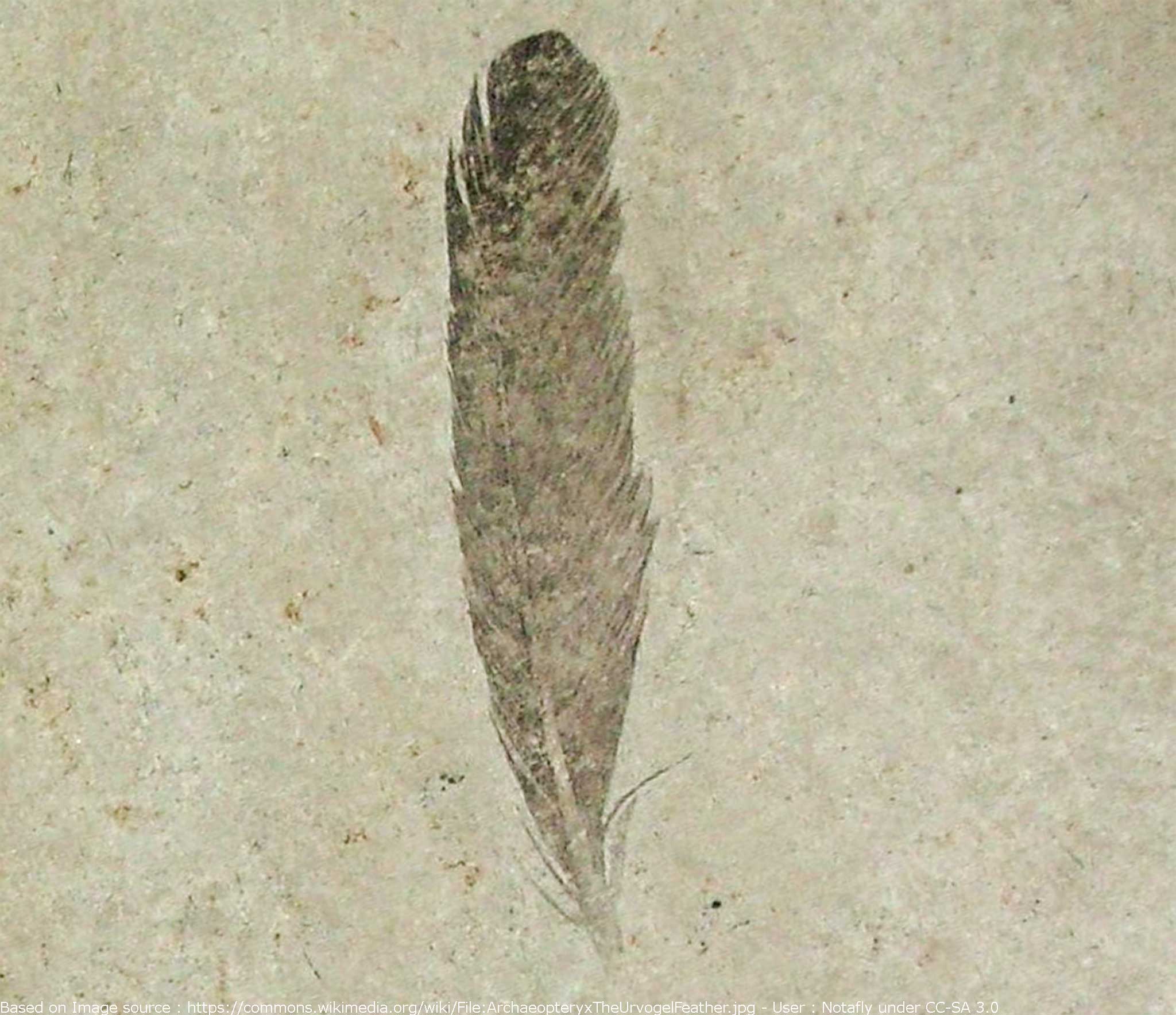 The world's oldest dinosaur feather