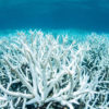 The Great Barrier Reef's conditions worry scientists; UNESCO urged to declare it "endangered"
