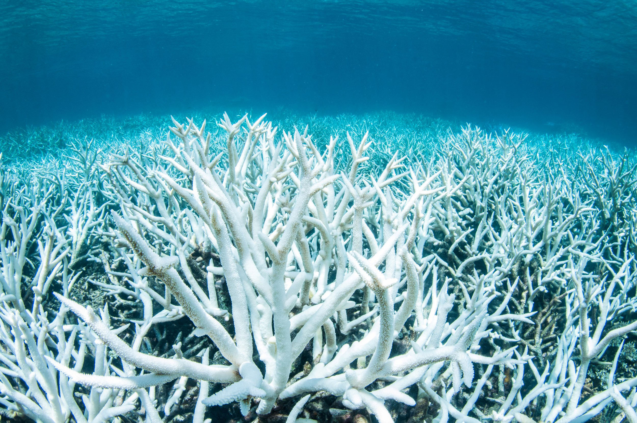 The Great Barrier Reef's conditions worry scientists; UNESCO urged to declare it "endangered"