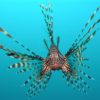 Invasive lionfish have been reported in Brazil, to the chagrin of scientists