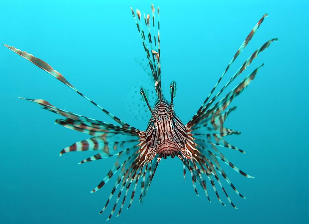 Il pesce leone arriva in Brasile, l'allarme degli scienziati