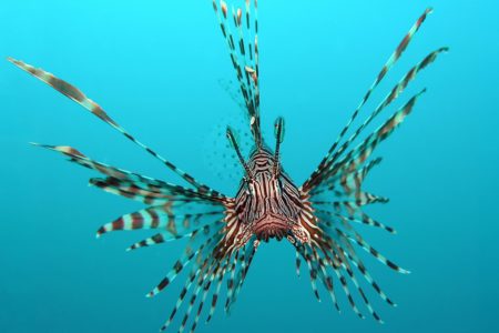 The famous invasion of the Lionfish in Brazil