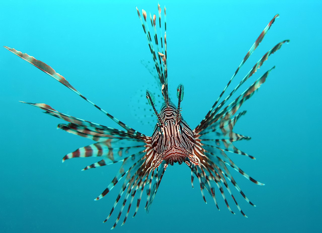 Invasive lionfish have been reported in Brazil, to the chagrin of scientists