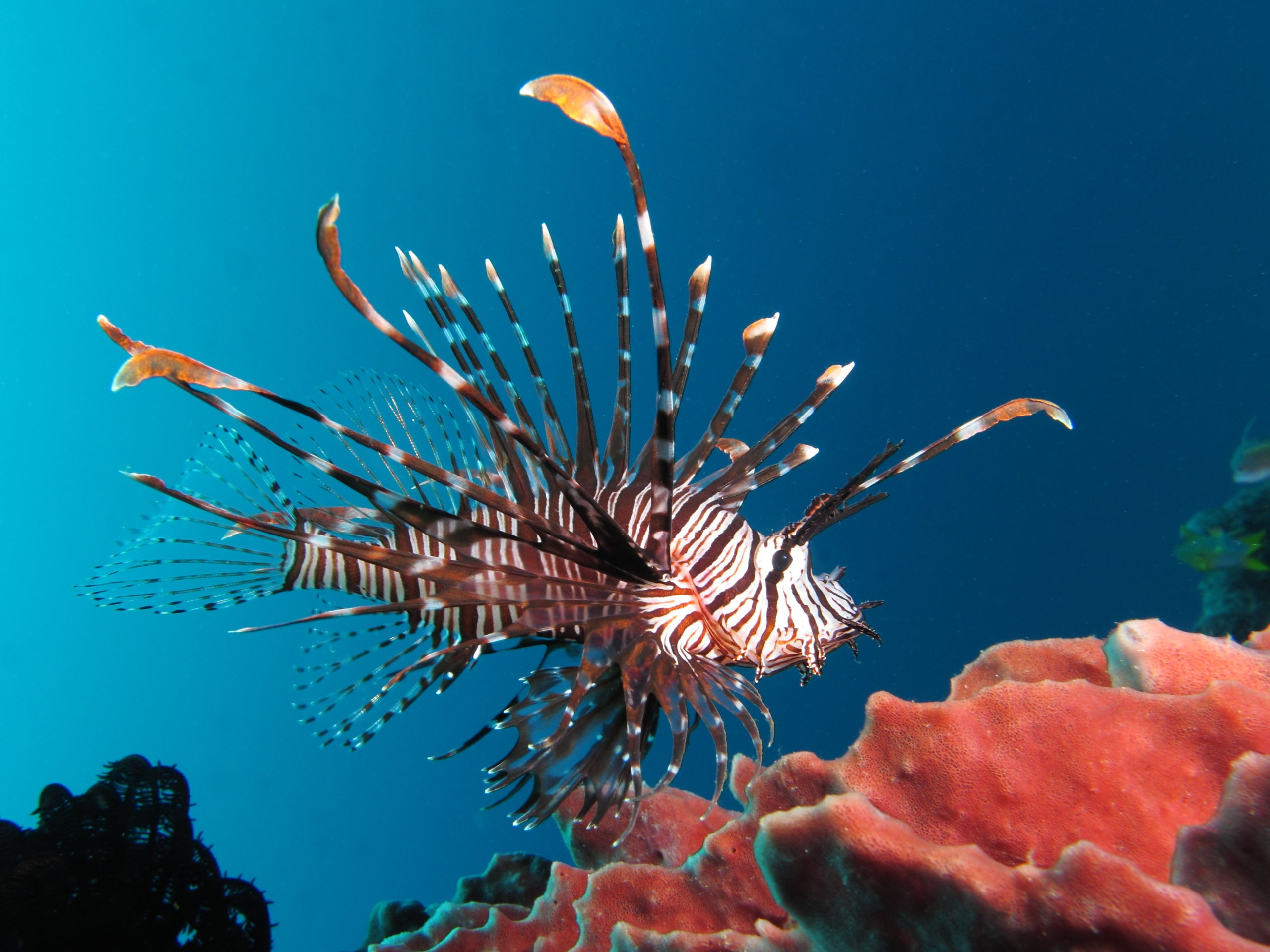 A lionfish in its habitat