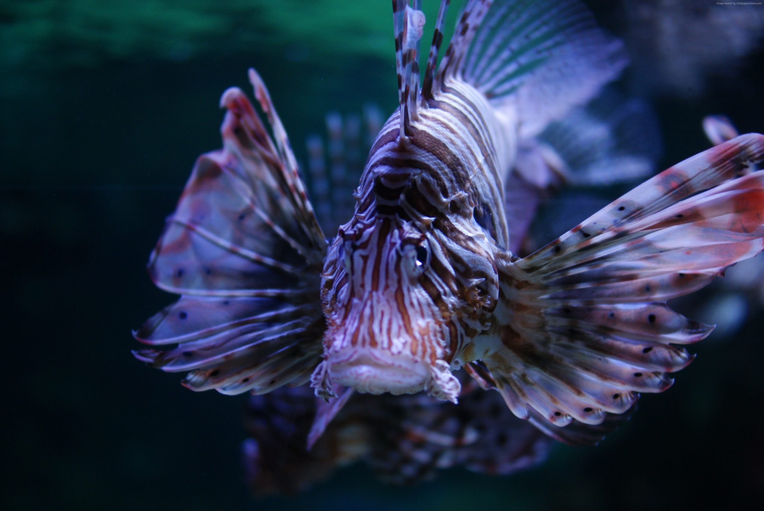 Lionfish and fishkeeping