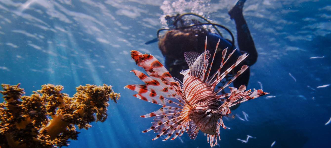 Brazil fishers hunting down lionfish