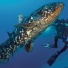 Latimeria, il pesce centenario