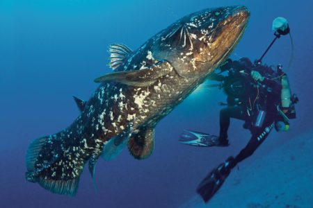Latimeria, il pesce fossile campa cent’anni