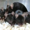 Space mice were born from sperm cells stored for six years on the ISS