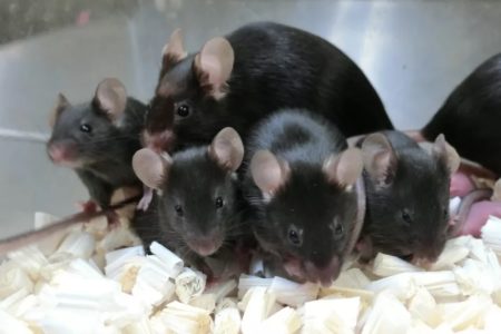 Space mice pups, 168 “Biker Mice” from ISS