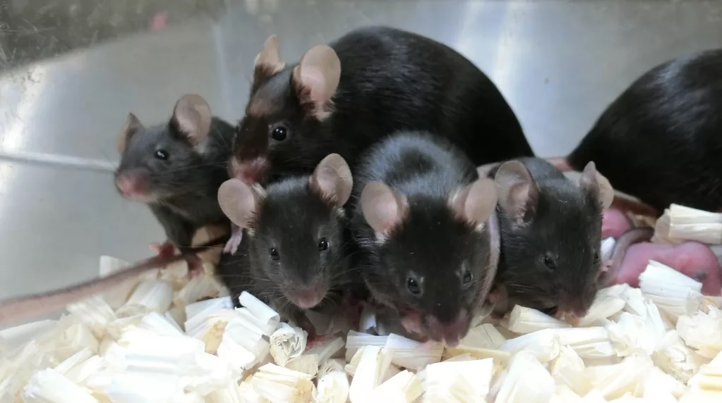 Space mice were born from sperm cells stored for six years on the ISS