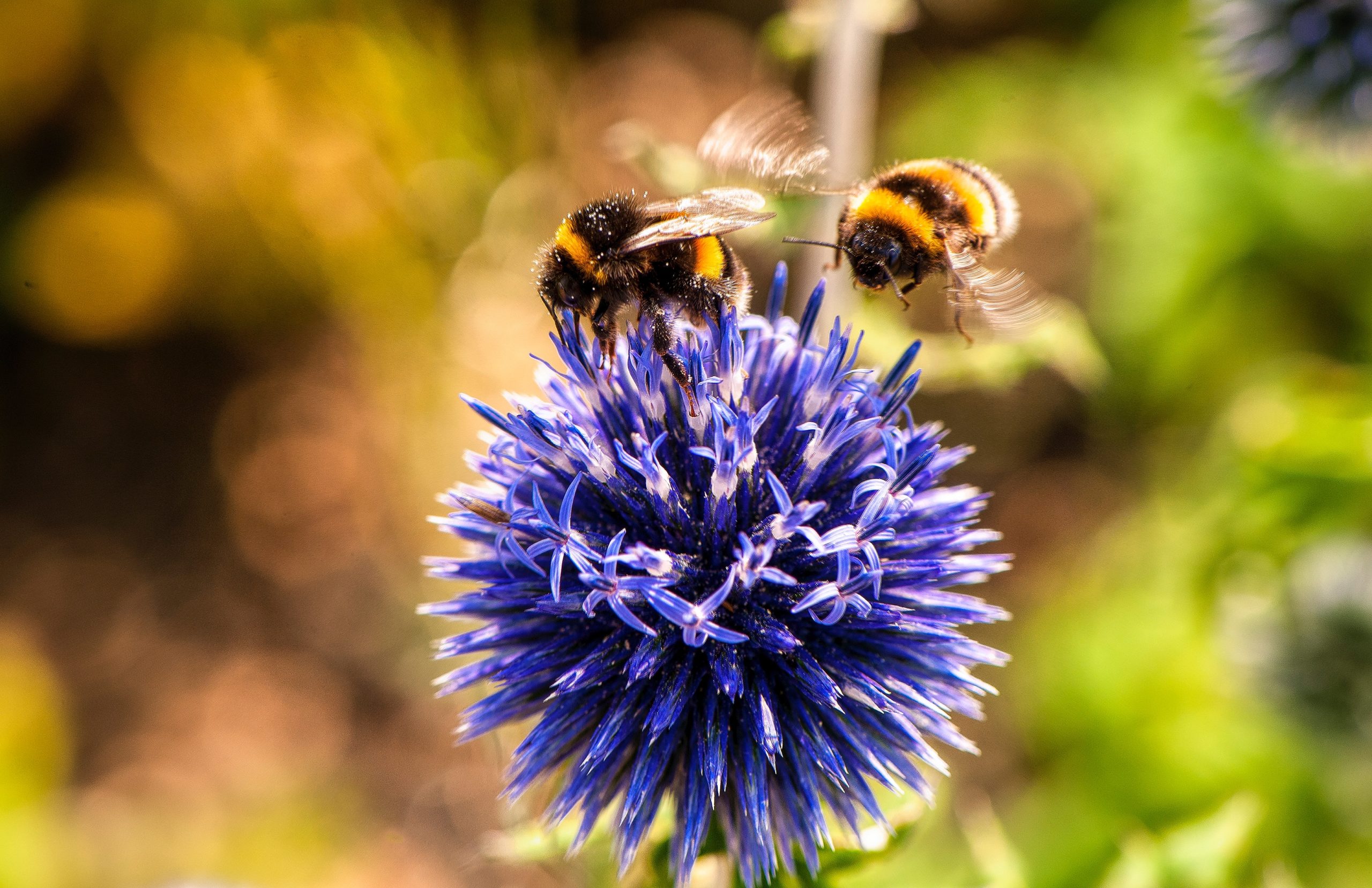 alveari smart protezione api