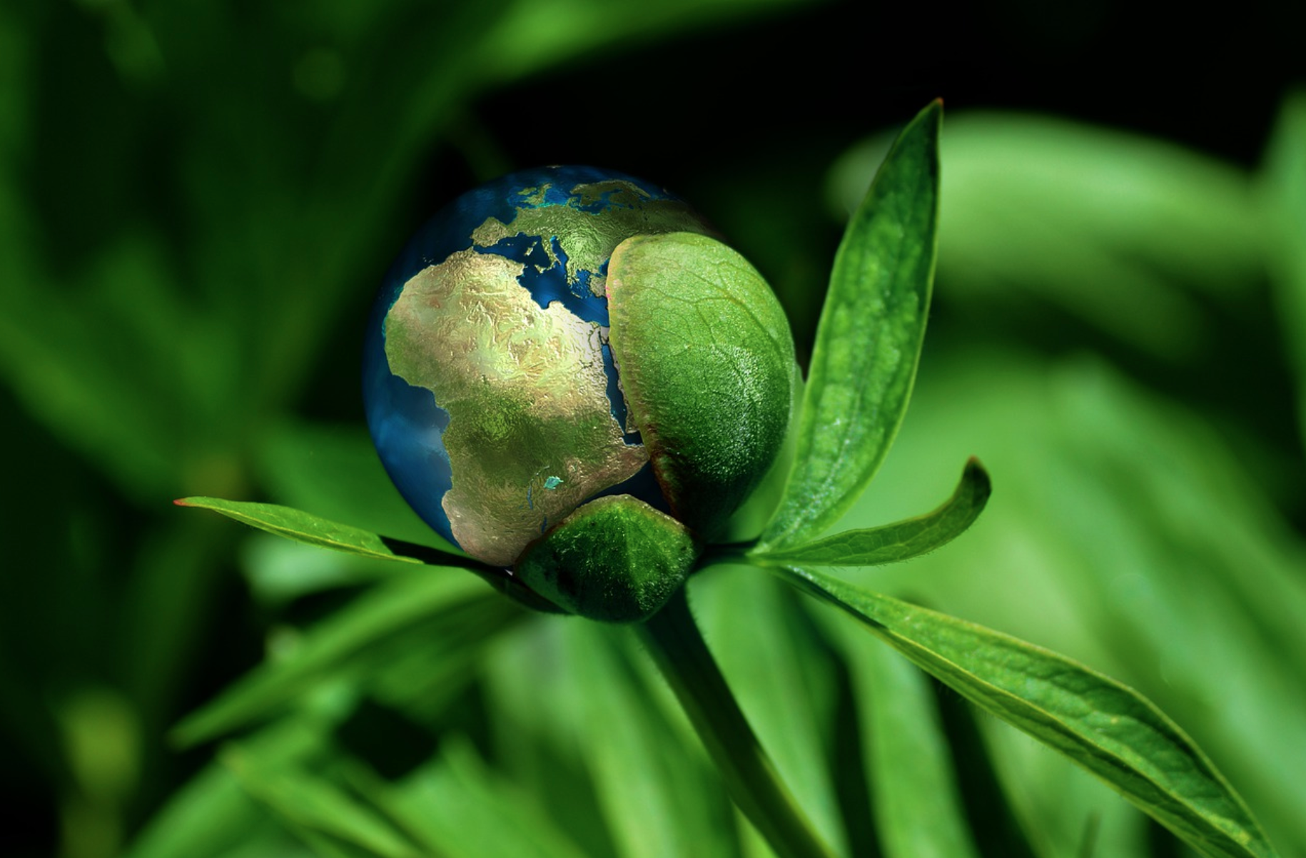 cambiamenti climatici e green