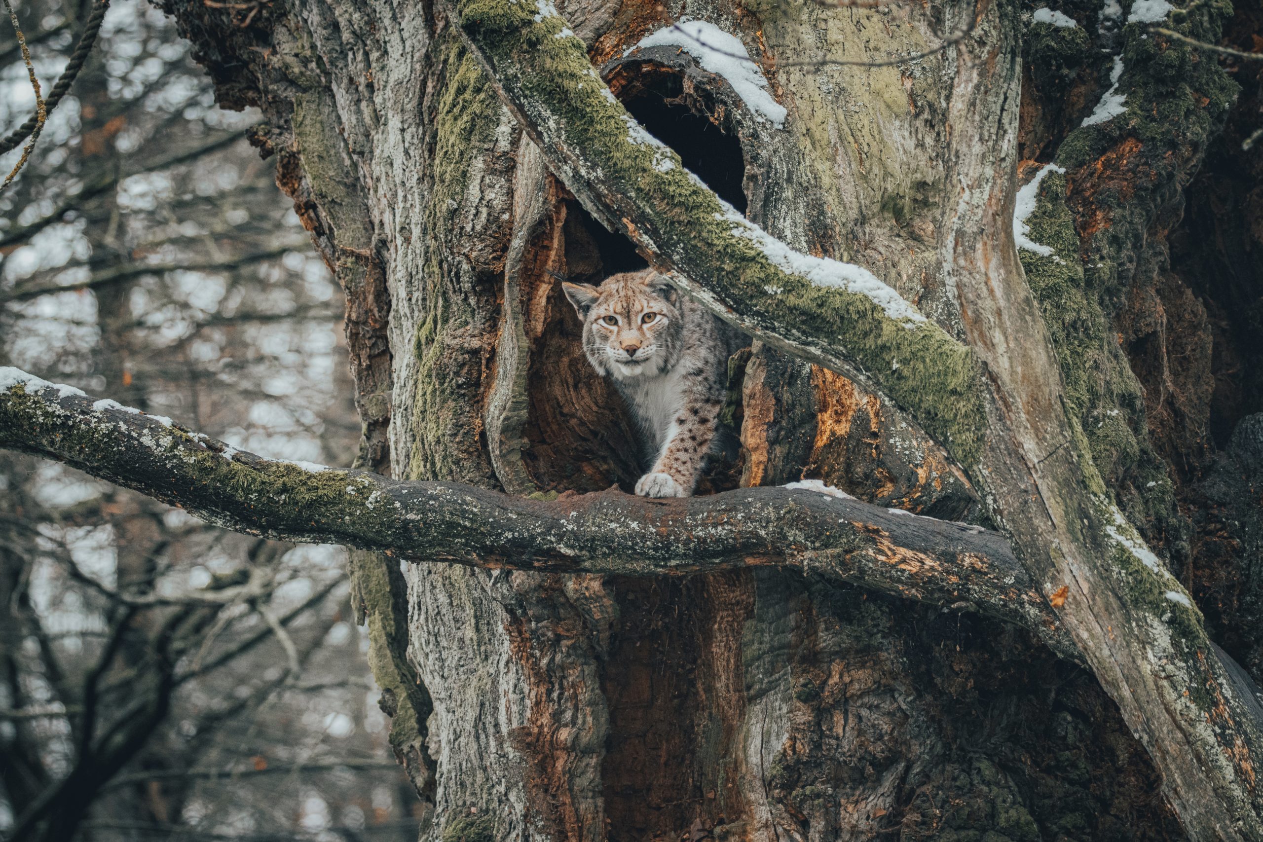 felino ipercarnivoro antenato lince rossa