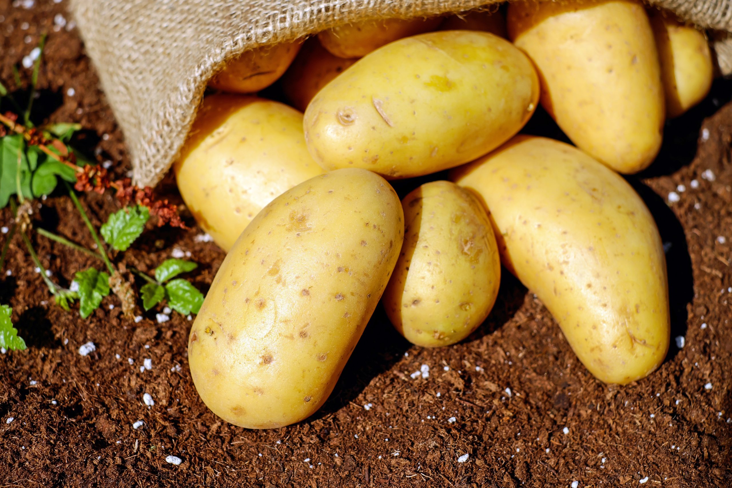 genoma della patata