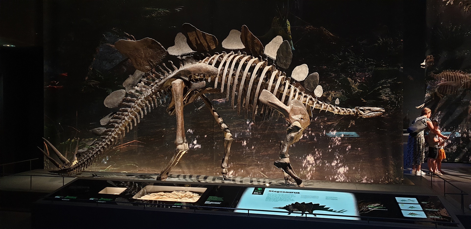 stegosauro in cina primo fossile