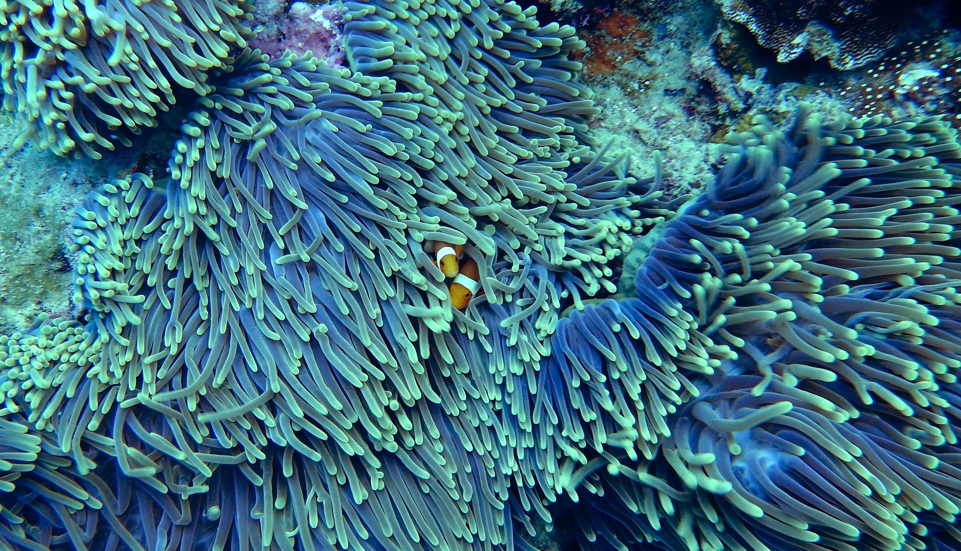 pianta enorme in australia