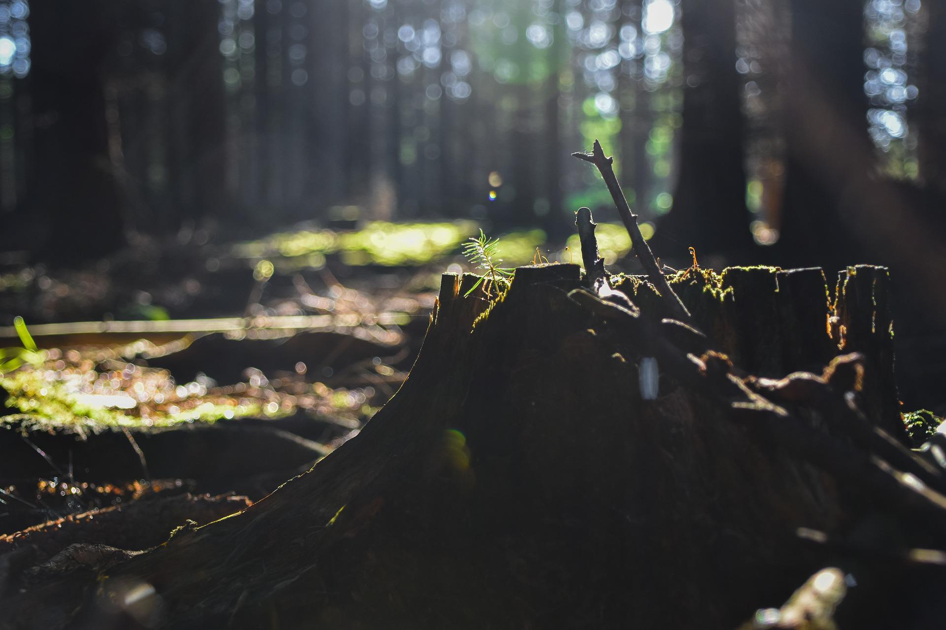 Intelligenza artificiale contro la deforestazione