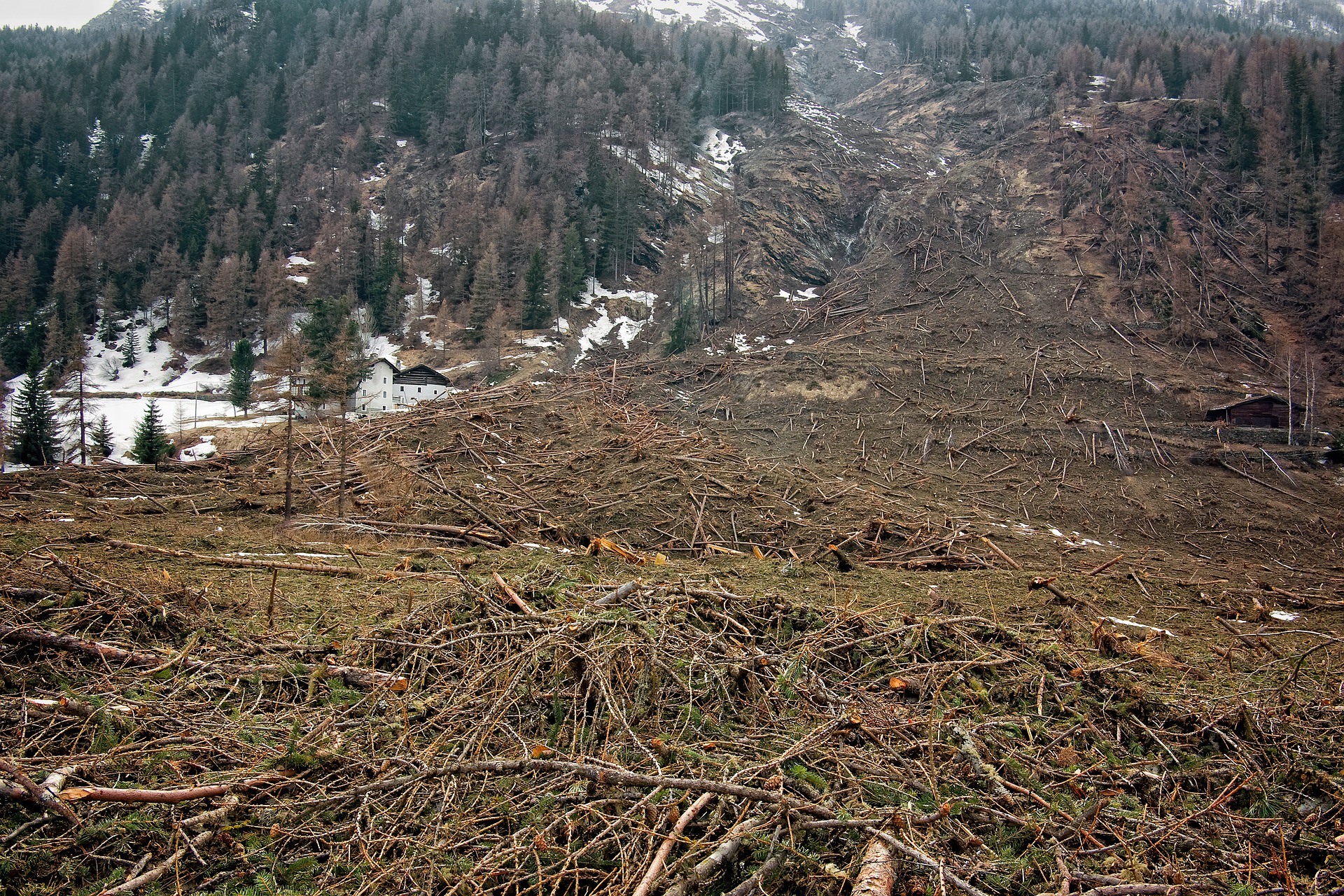 Deforestazione