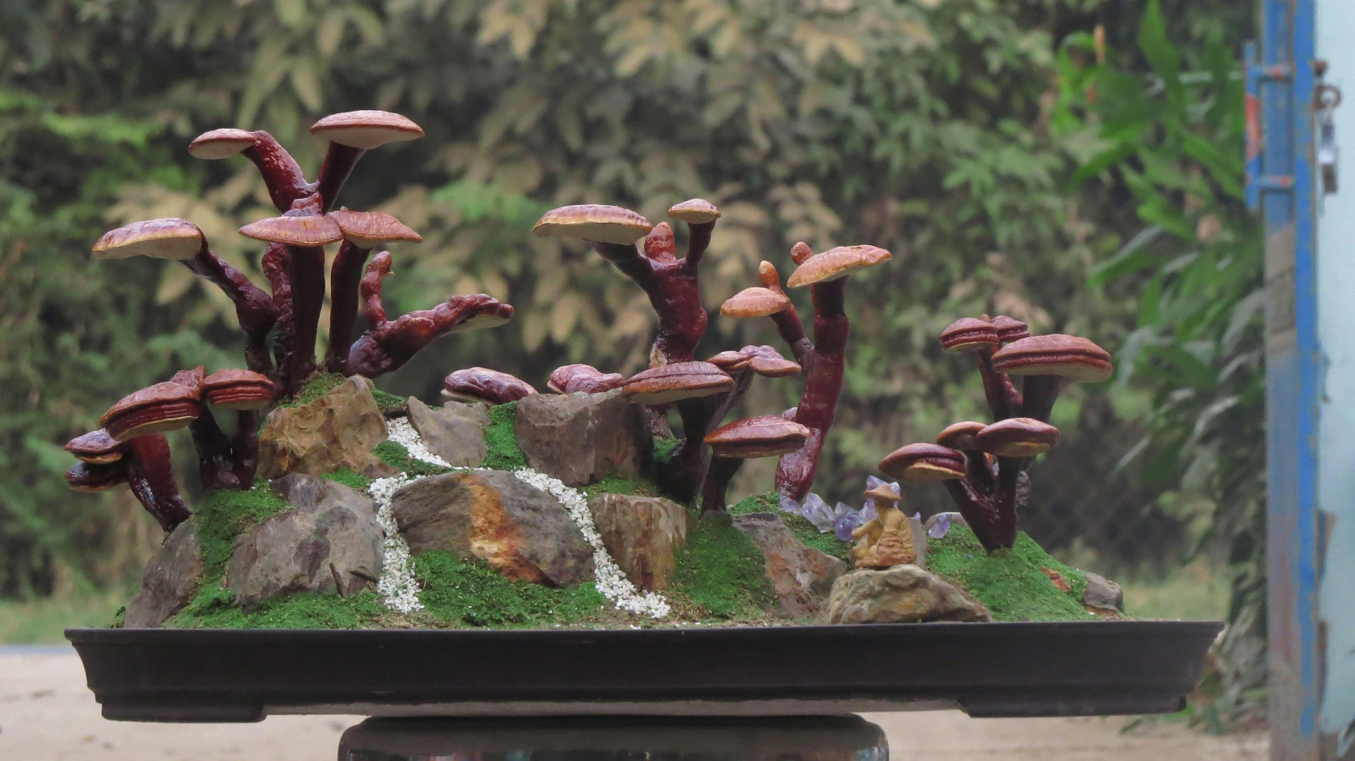 Ganoderma Lucidum