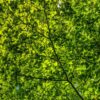 Tree Canopy