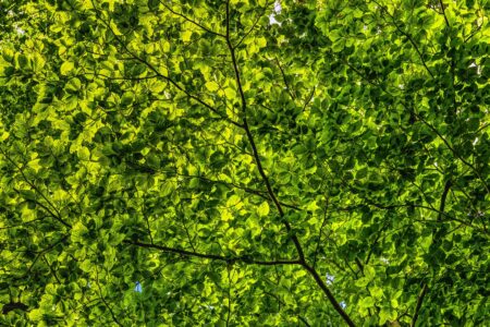 Tree Canopy: l’AI contro il riscaldamento globale