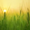 Plantvoice