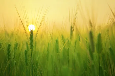 Plantvoice: l’intelligenza artificiale al servizio delle piante