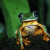 7 nuove specie di rana in madagascar
