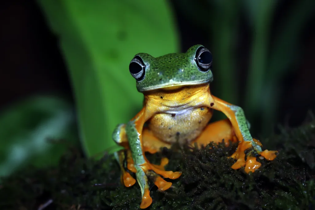 7 nuove specie di rana in madagascar